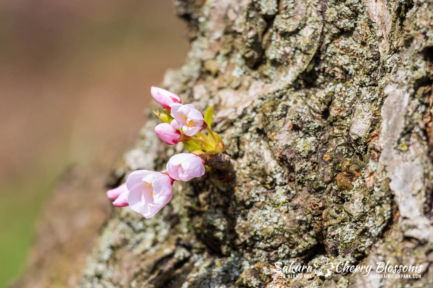 Sakura Watch May 1, 2026-94.jpg
