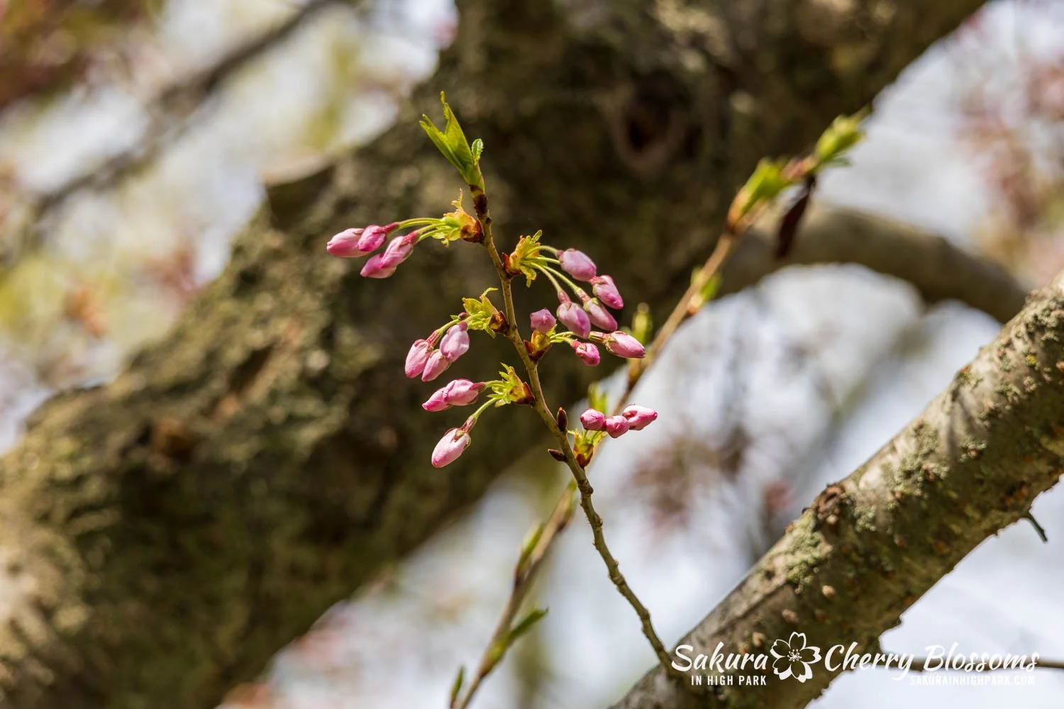 Sakura Watch May 1, 2026-96.jpg