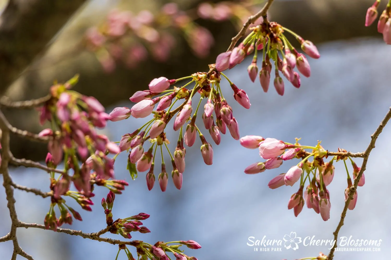 Sakura Watch May 1, 2026-99.jpg
