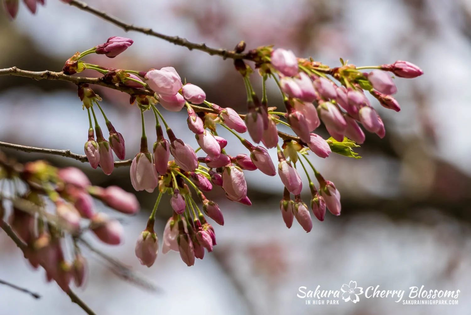 Sakura Watch May 1, 2026-101.jpg