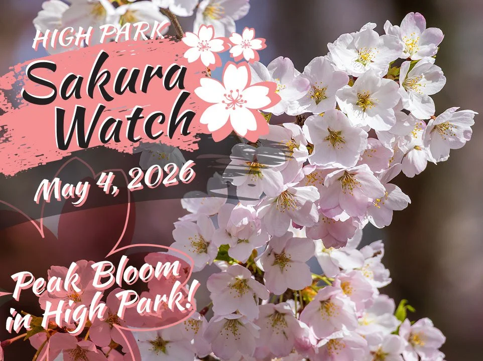 Sakura Watch - Toronto's original cherry blossom watch — Sakura in