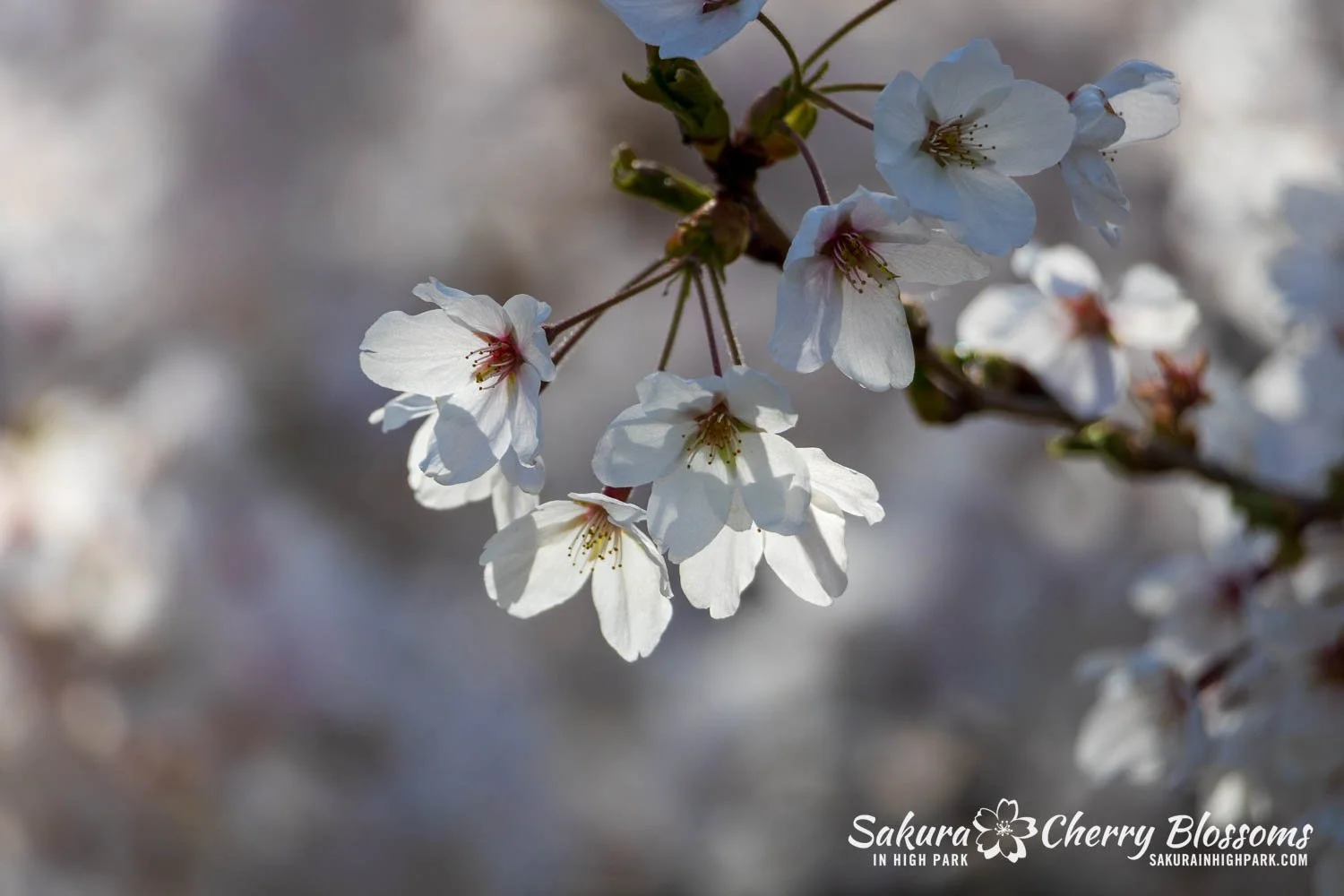 Sakura Watch May 4, 2026-25.jpg