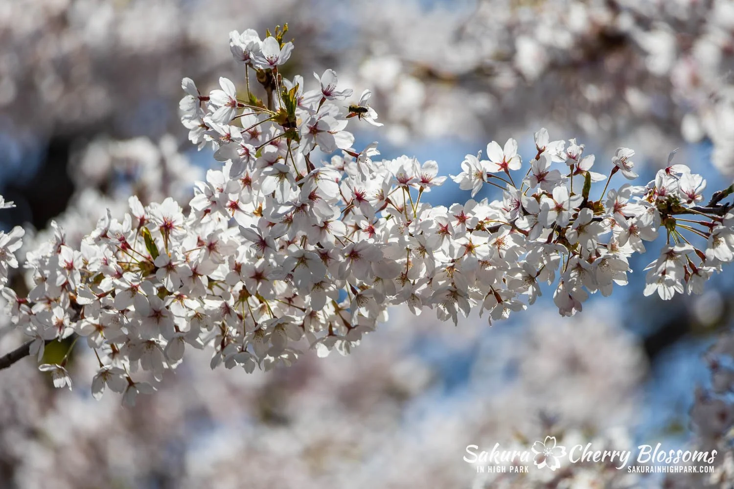 Sakura Watch May 4, 2026-20.jpg
