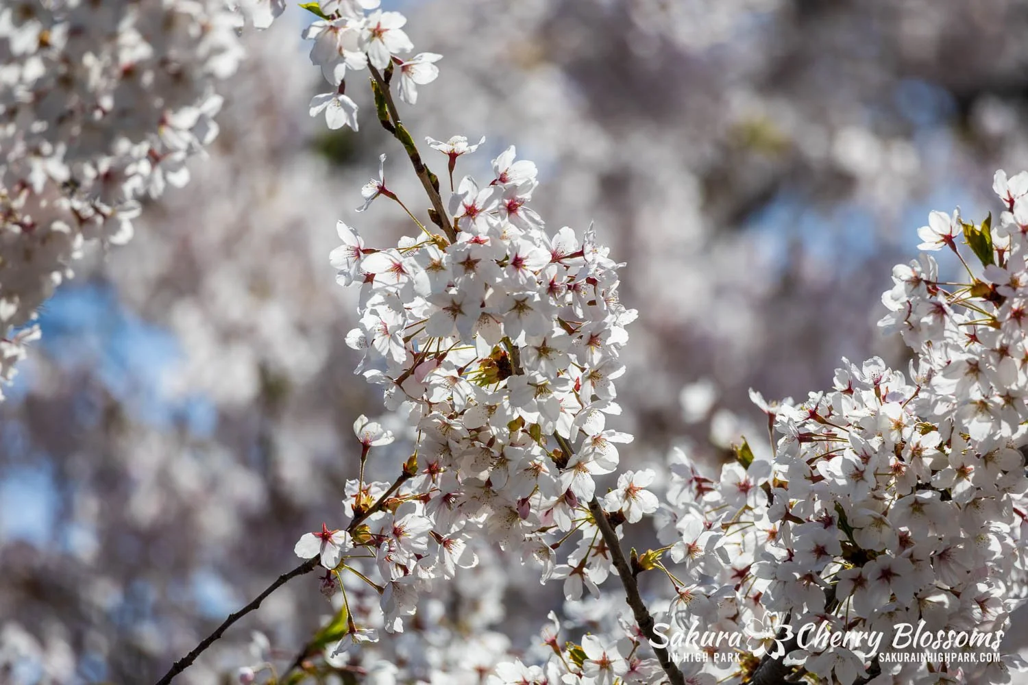 Sakura Watch May 4, 2026-19.jpg