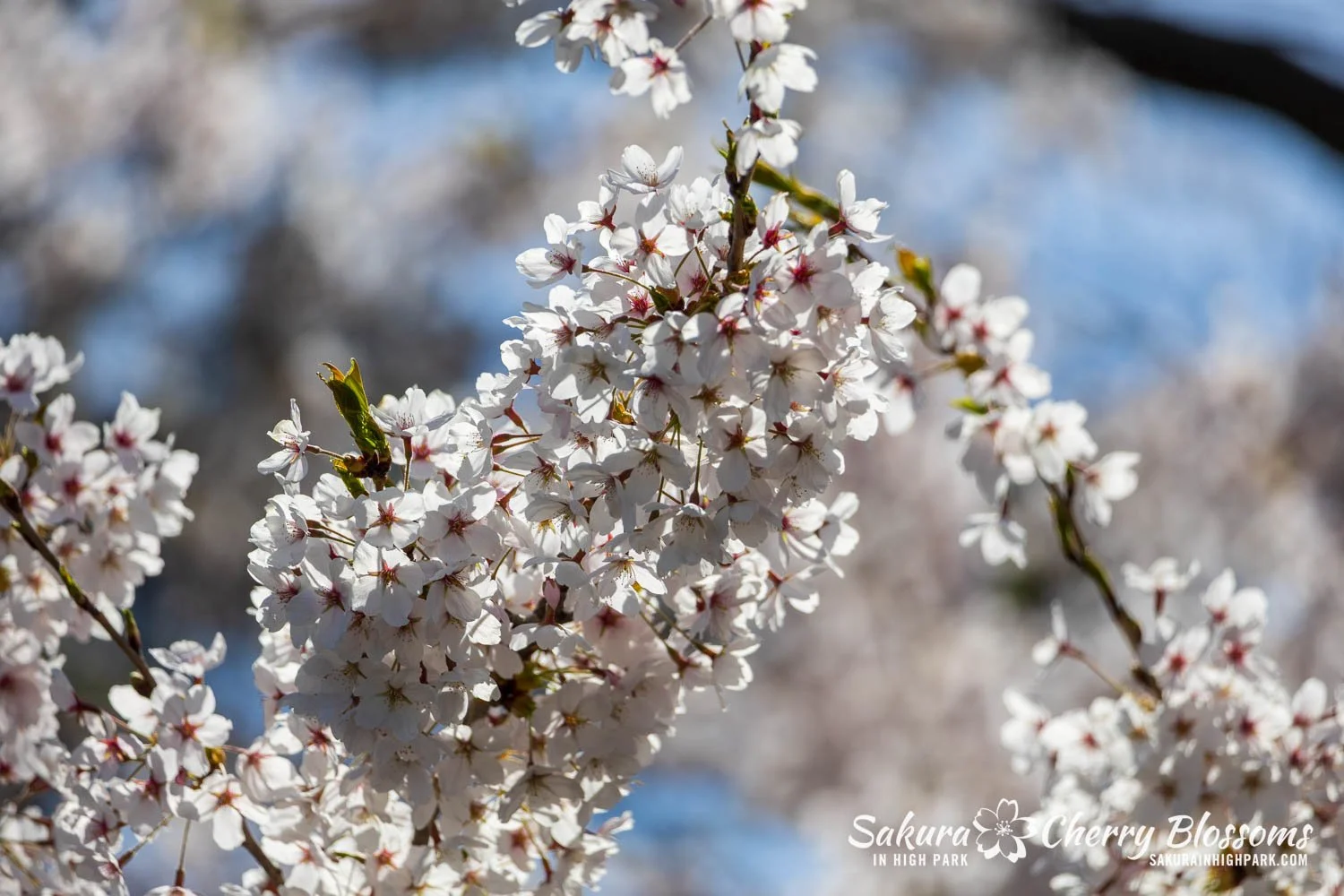 Sakura Watch May 4, 2026-16.jpg