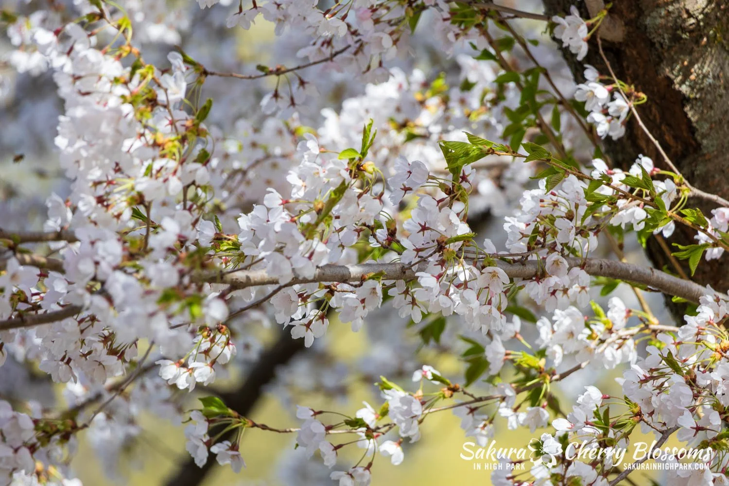 Sakura Watch May 4, 2026-12.jpg