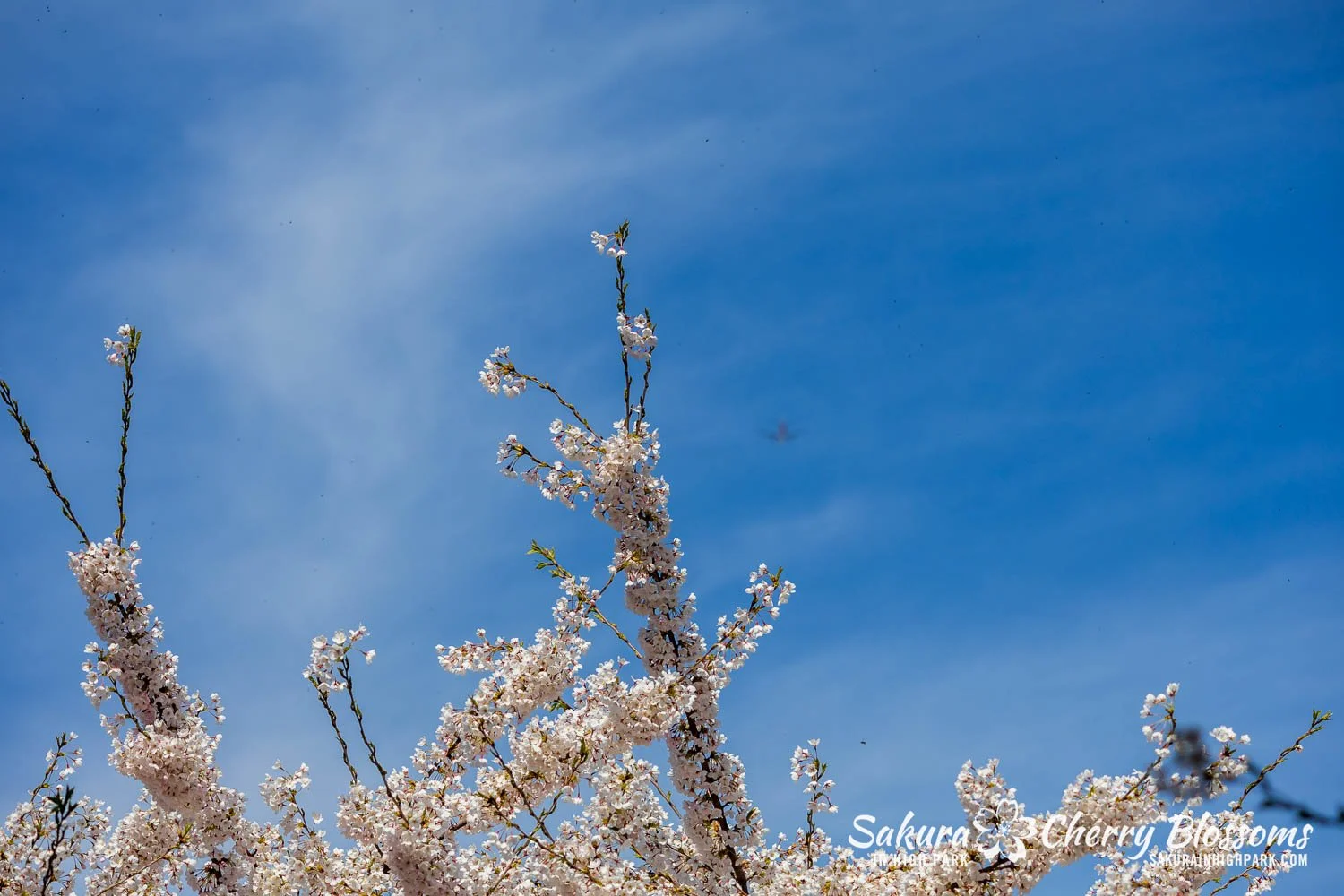 Sakura Watch May 4, 2026-8.jpg