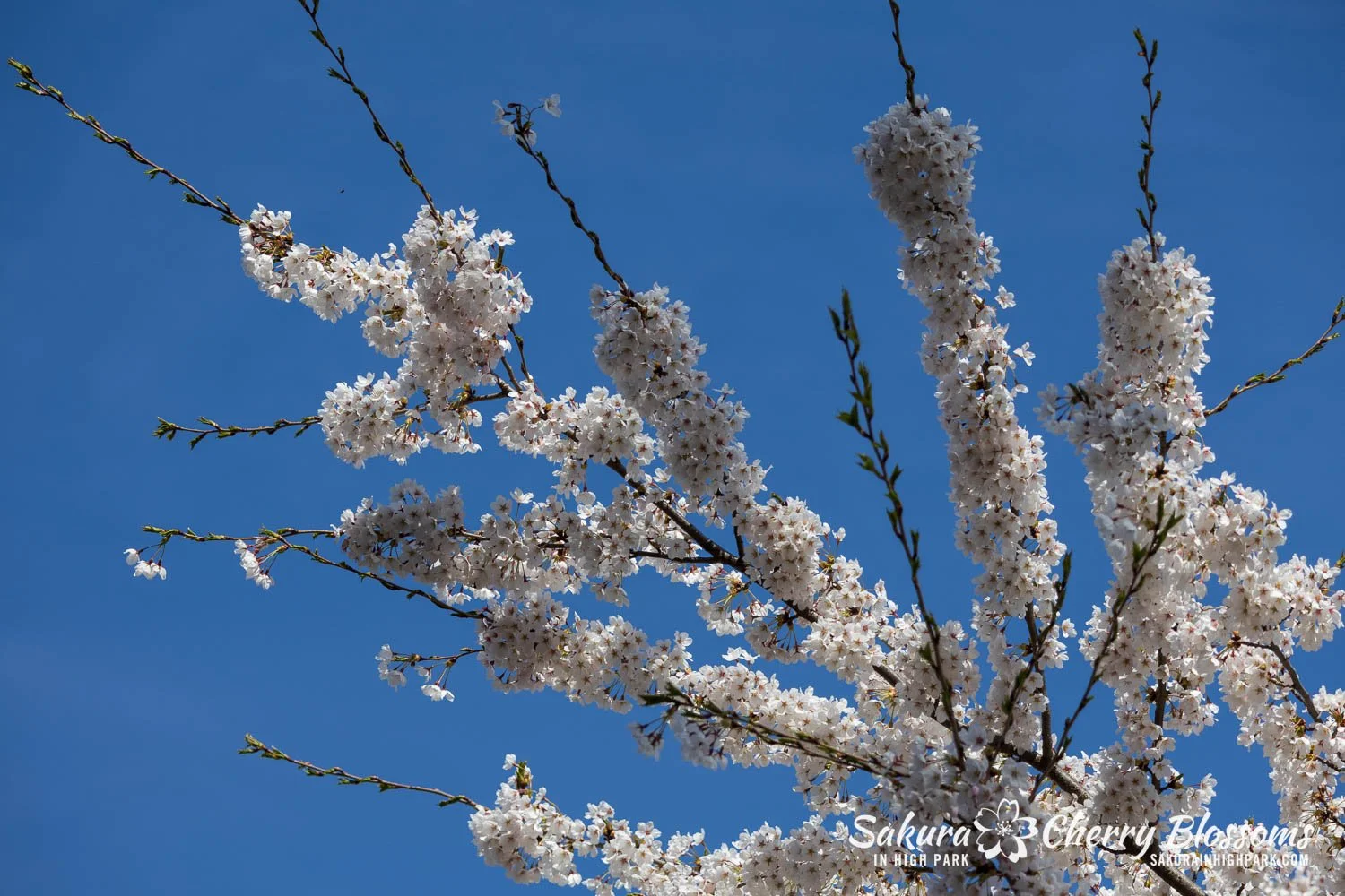 Sakura Watch May 4, 2026-7.jpg
