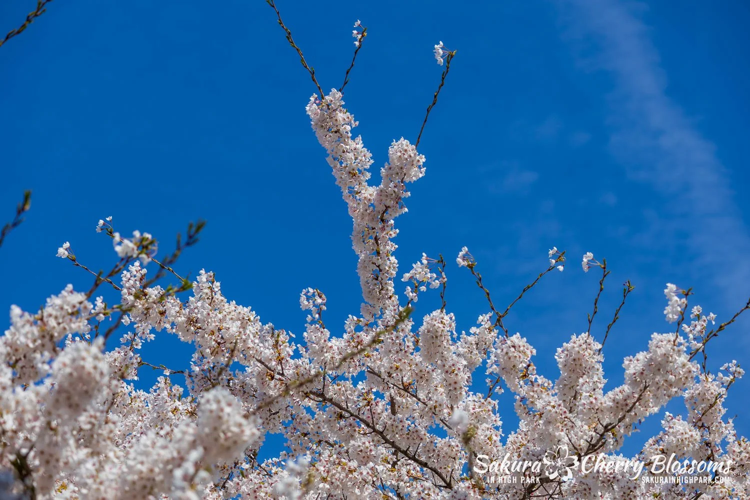 Sakura Watch May 4, 2026-5.jpg