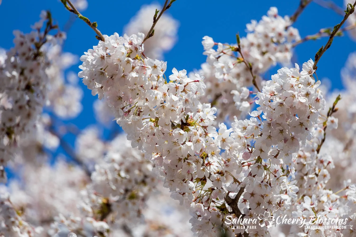 Sakura Watch May 4, 2026-1.jpg