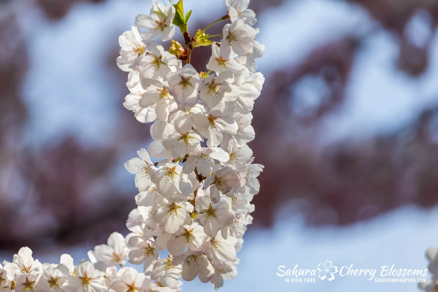 Sakura Watch May 4, 2026-54.jpg