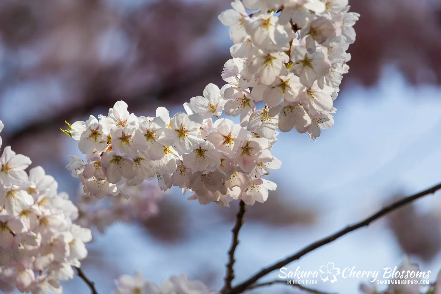 Sakura Watch May 4, 2026-55.jpg