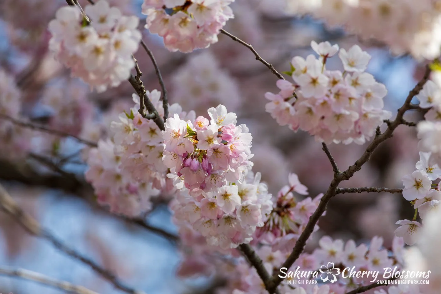Sakura Watch May 4, 2026-52.jpg