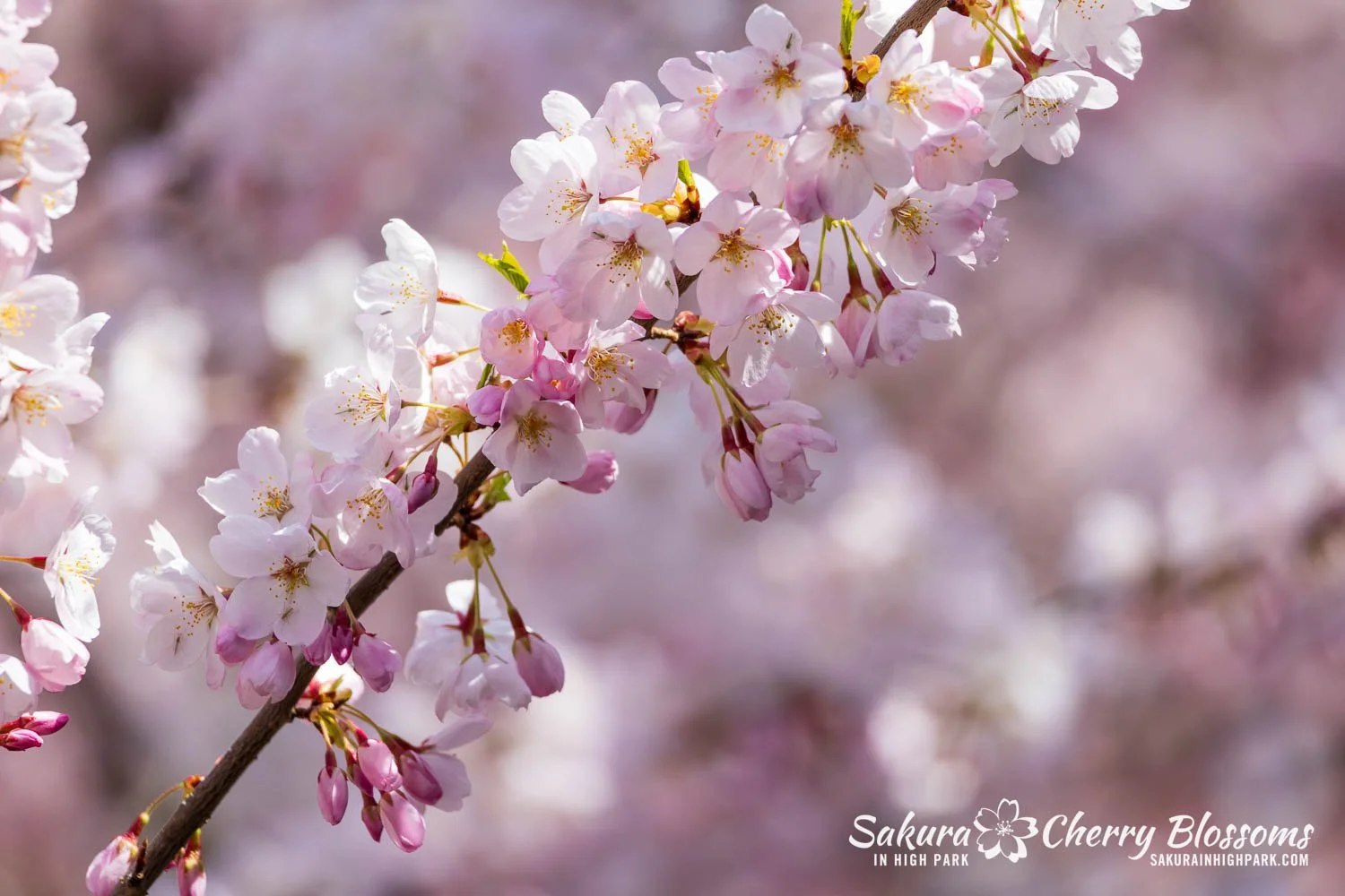 Sakura Watch May 4, 2026-49.jpg