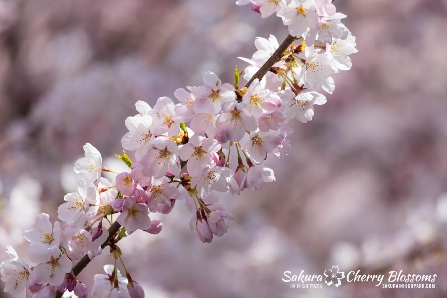 Sakura Watch May 4, 2026-48.jpg