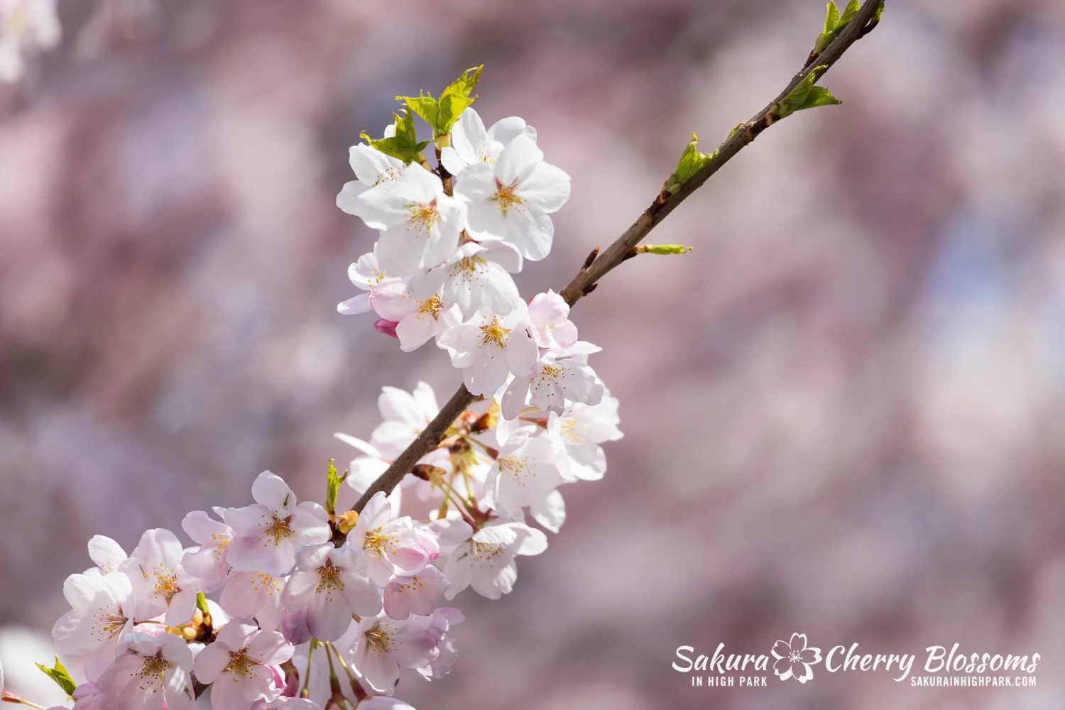 Sakura Watch May 4, 2026-47.jpg