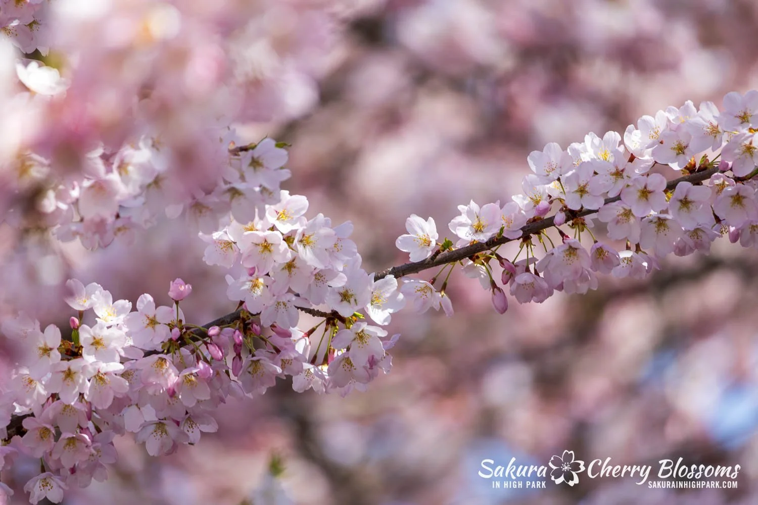 Sakura Watch May 4, 2026-45.jpg