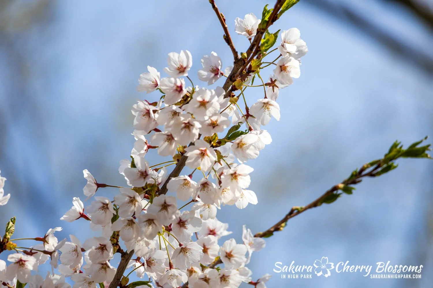 Sakura Watch May 4, 2026-40.jpg