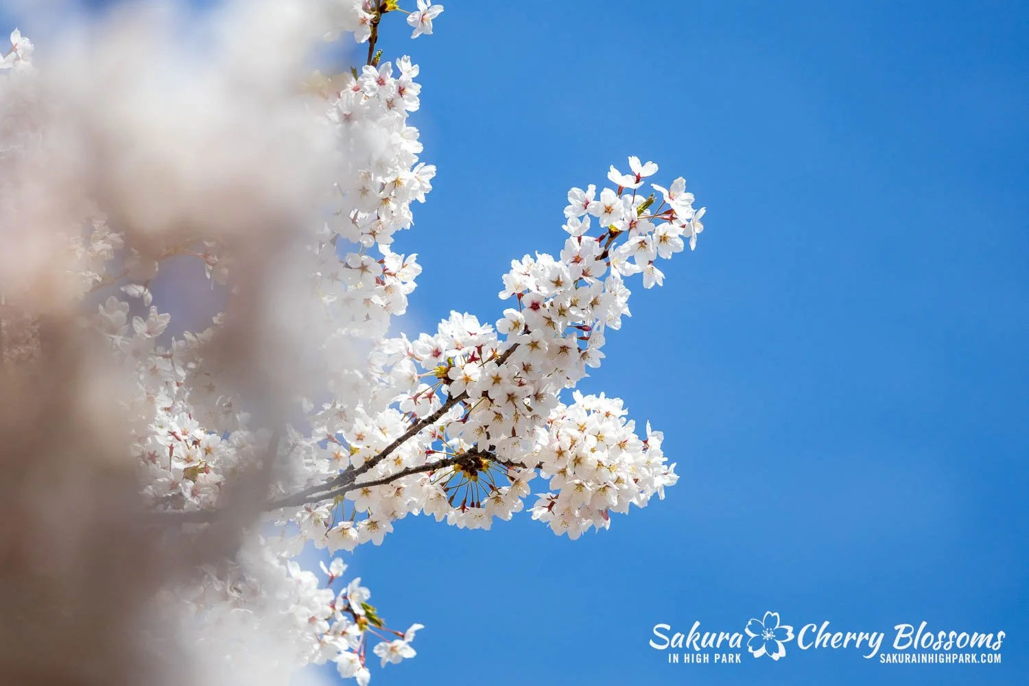 Sakura Watch May 4, 2026-39.jpg