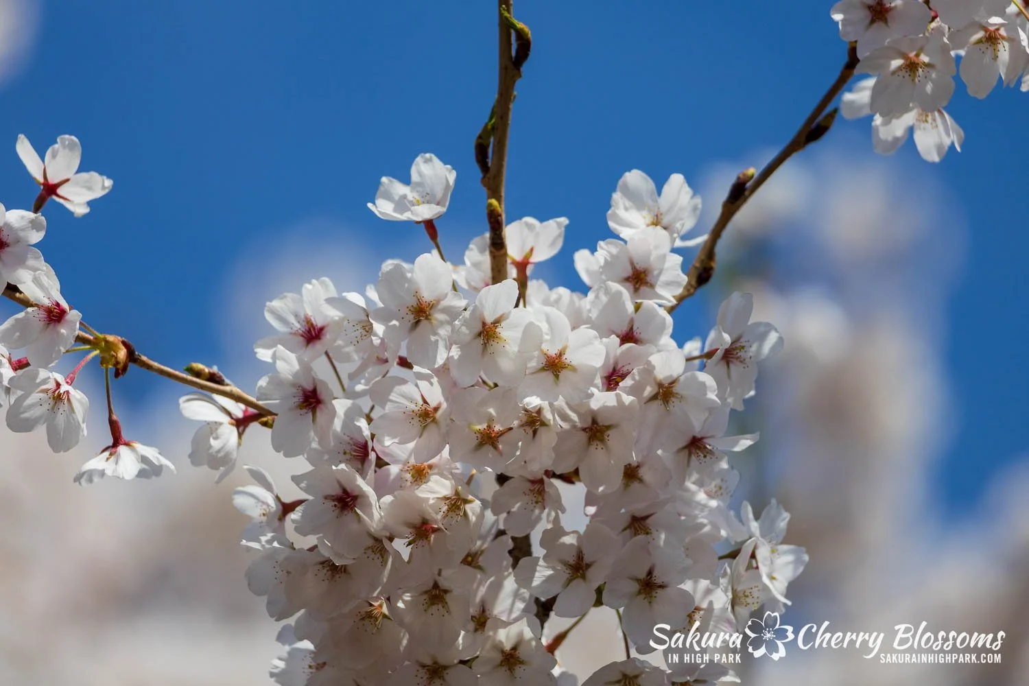 Sakura Watch May 4, 2026-37.jpg