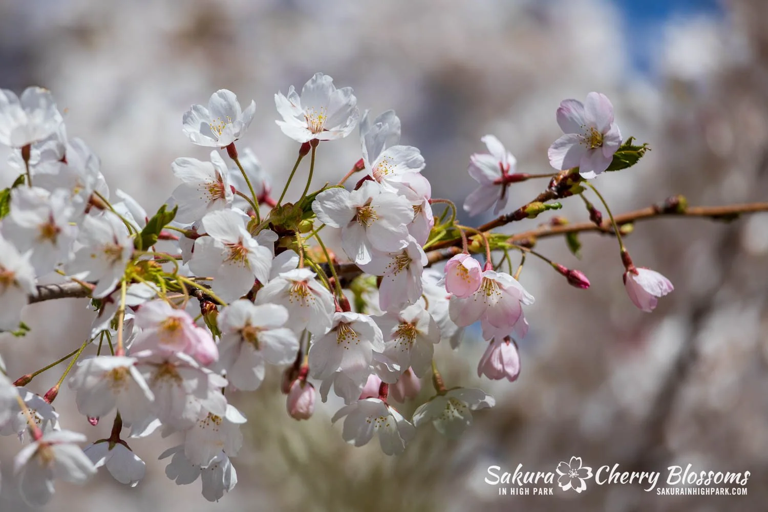 Sakura Watch May 4, 2026-36.jpg