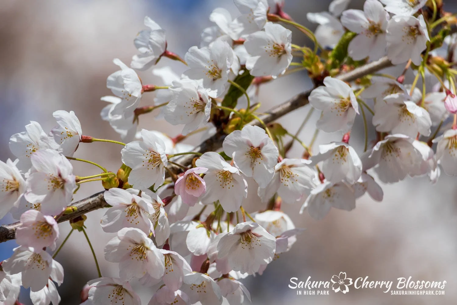 Sakura Watch May 4, 2026-29.jpg