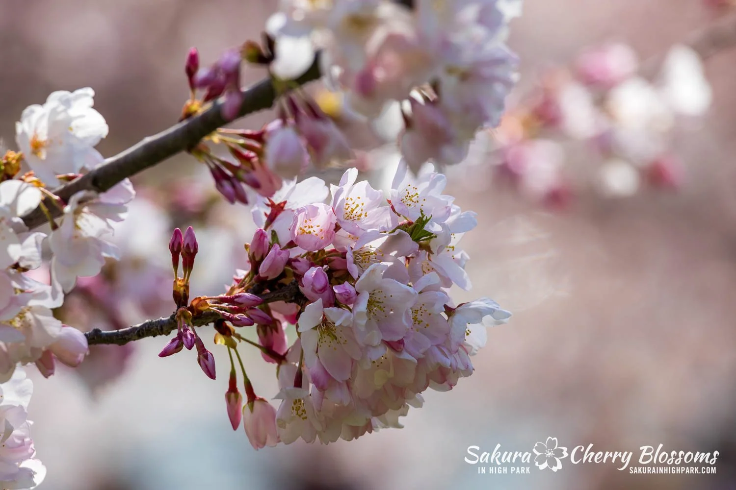Sakura Watch May 4, 2026-103.jpg