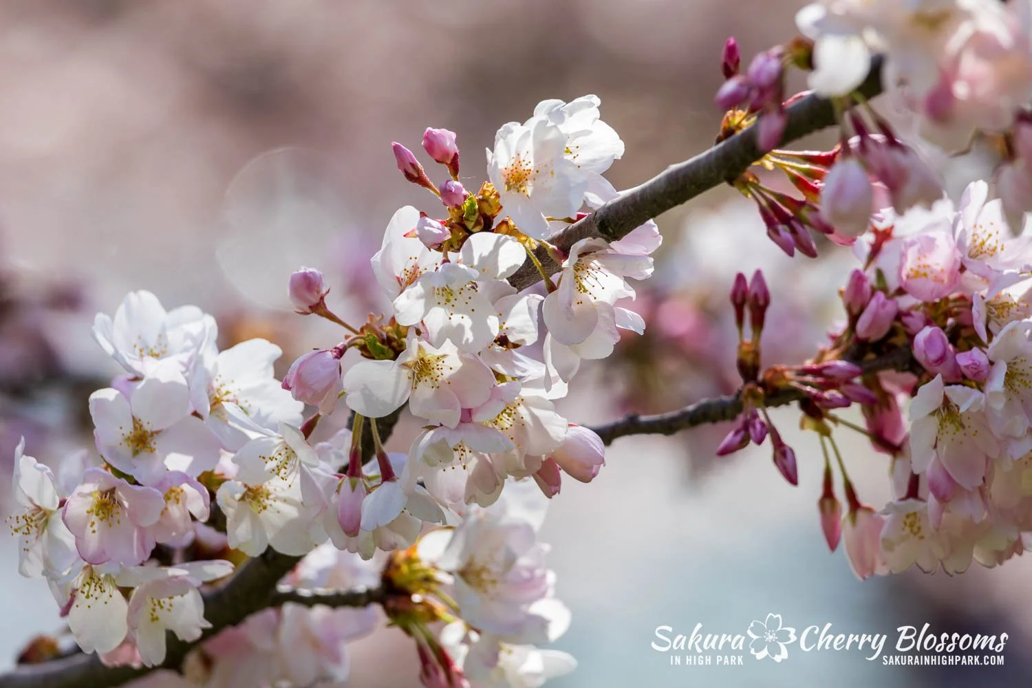 Sakura Watch May 4, 2026-100.jpg