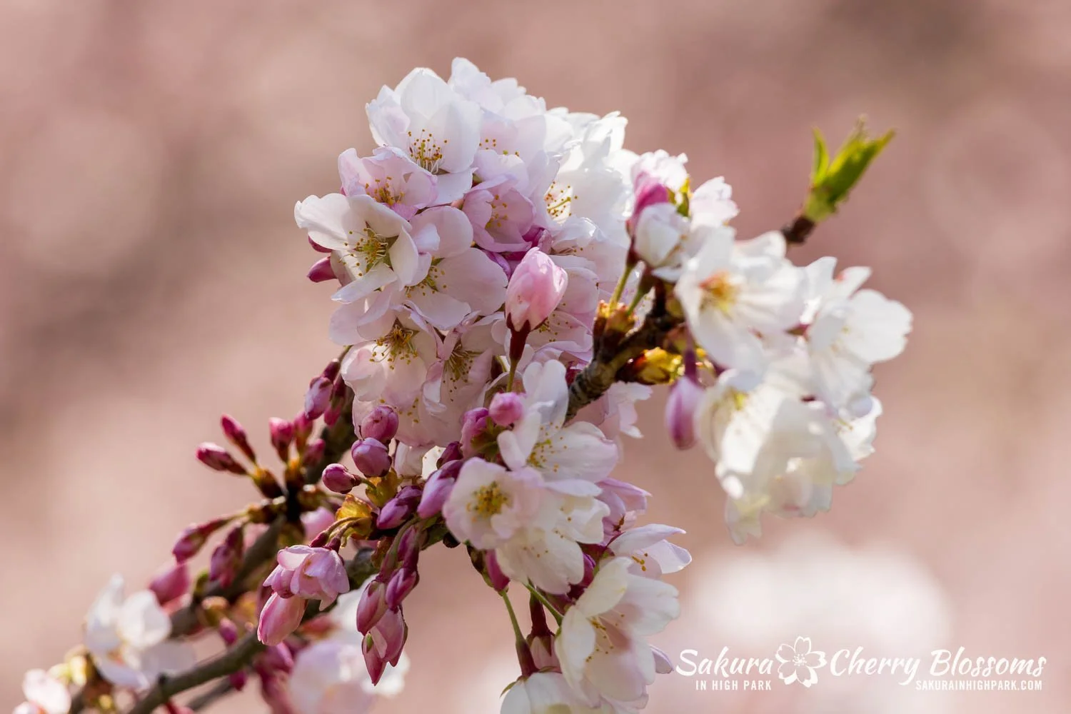 Sakura Watch May 4, 2026-97.jpg
