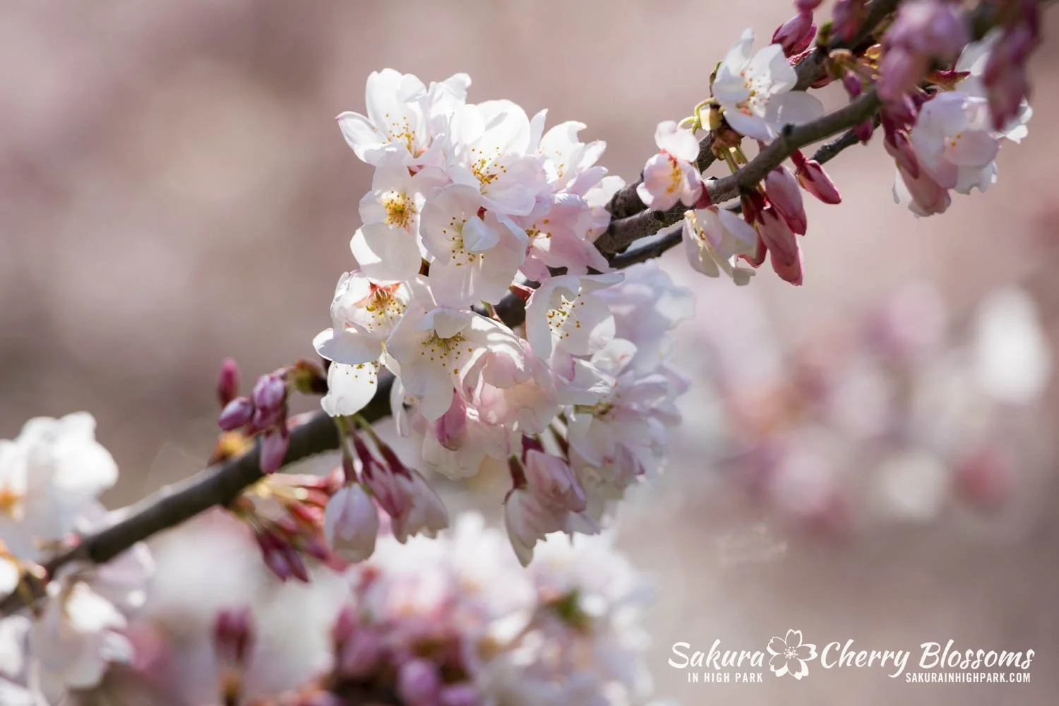 Sakura Watch May 4, 2026-96.jpg