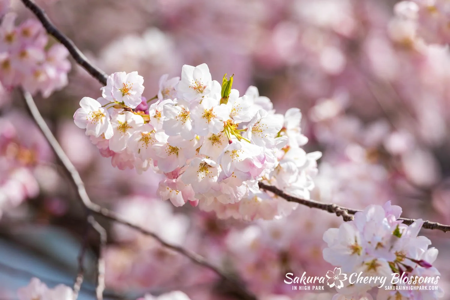 Sakura Watch May 4, 2026-87.jpg
