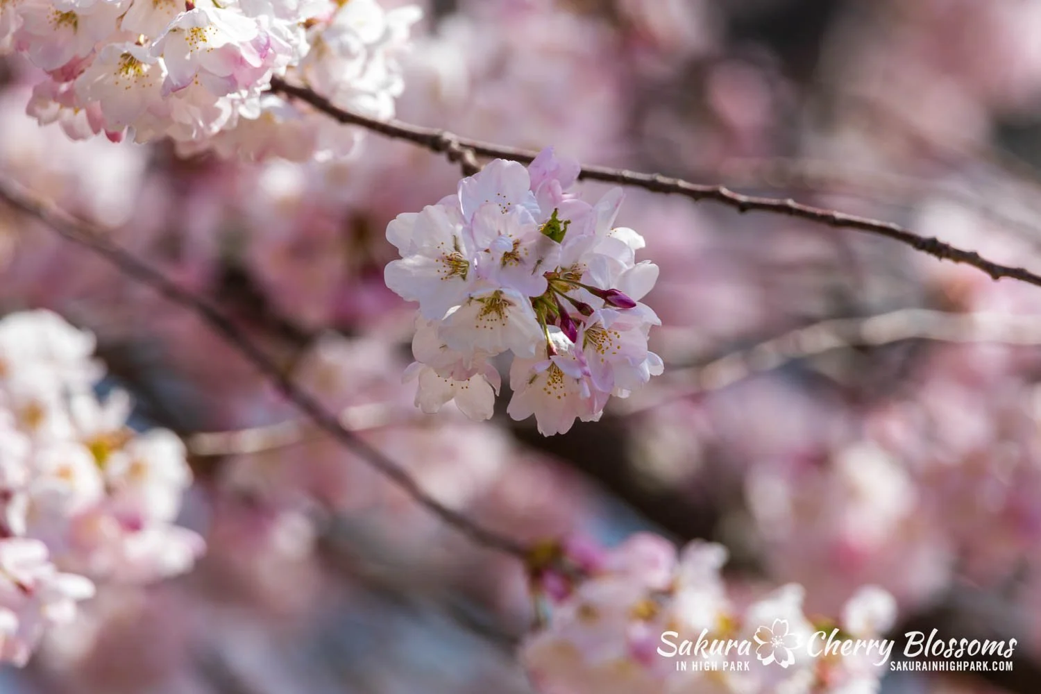 Sakura Watch May 4, 2026-85.jpg