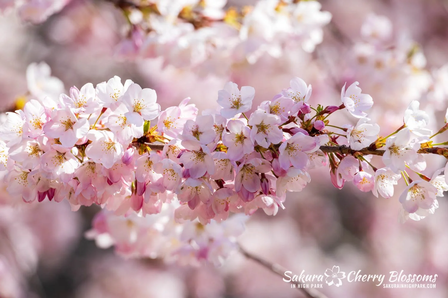 Sakura Watch May 4, 2026-83.jpg