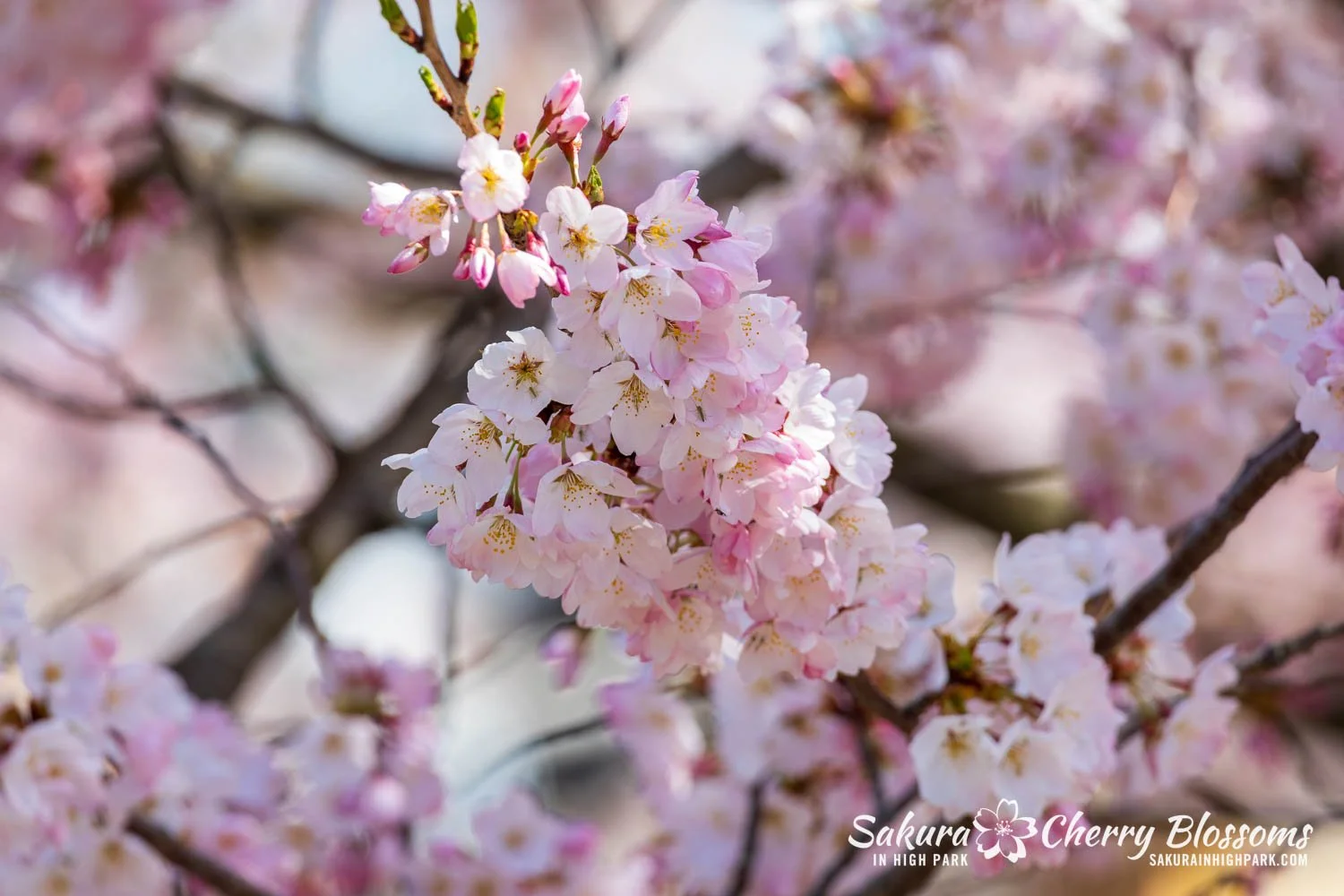 Sakura Watch May 4, 2026-80.jpg