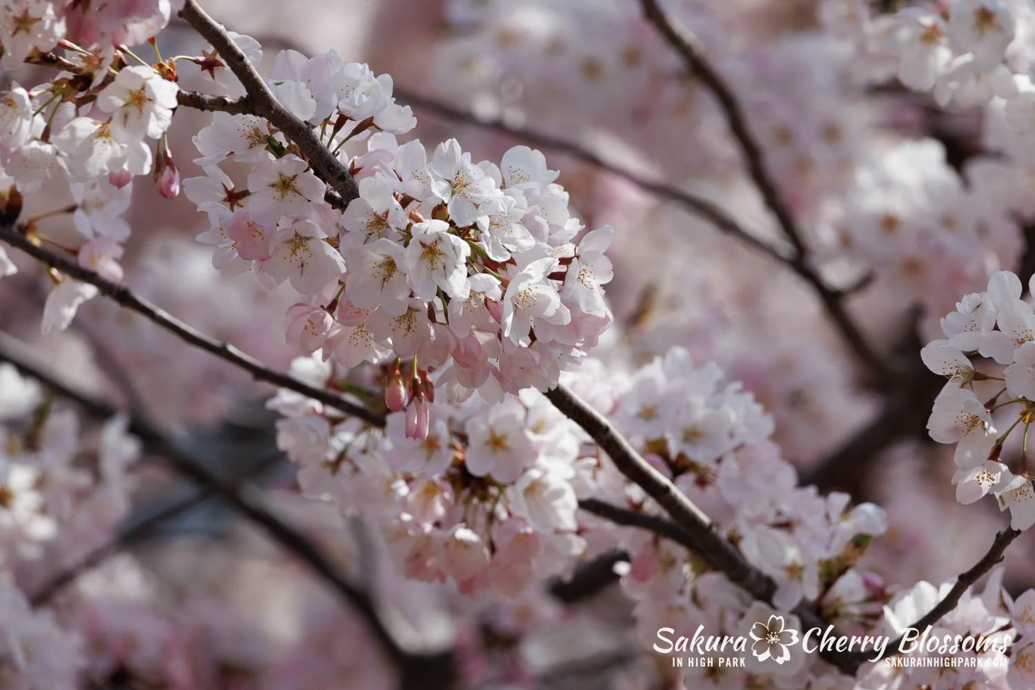 Sakura Watch May 4, 2026-78.jpg