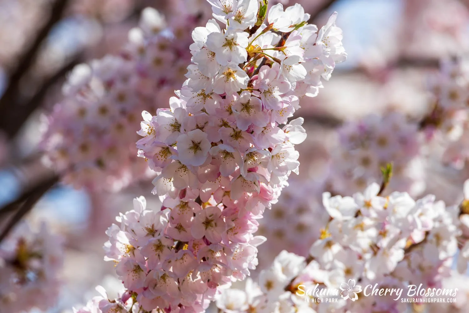 Sakura Watch May 4, 2026-76.jpg