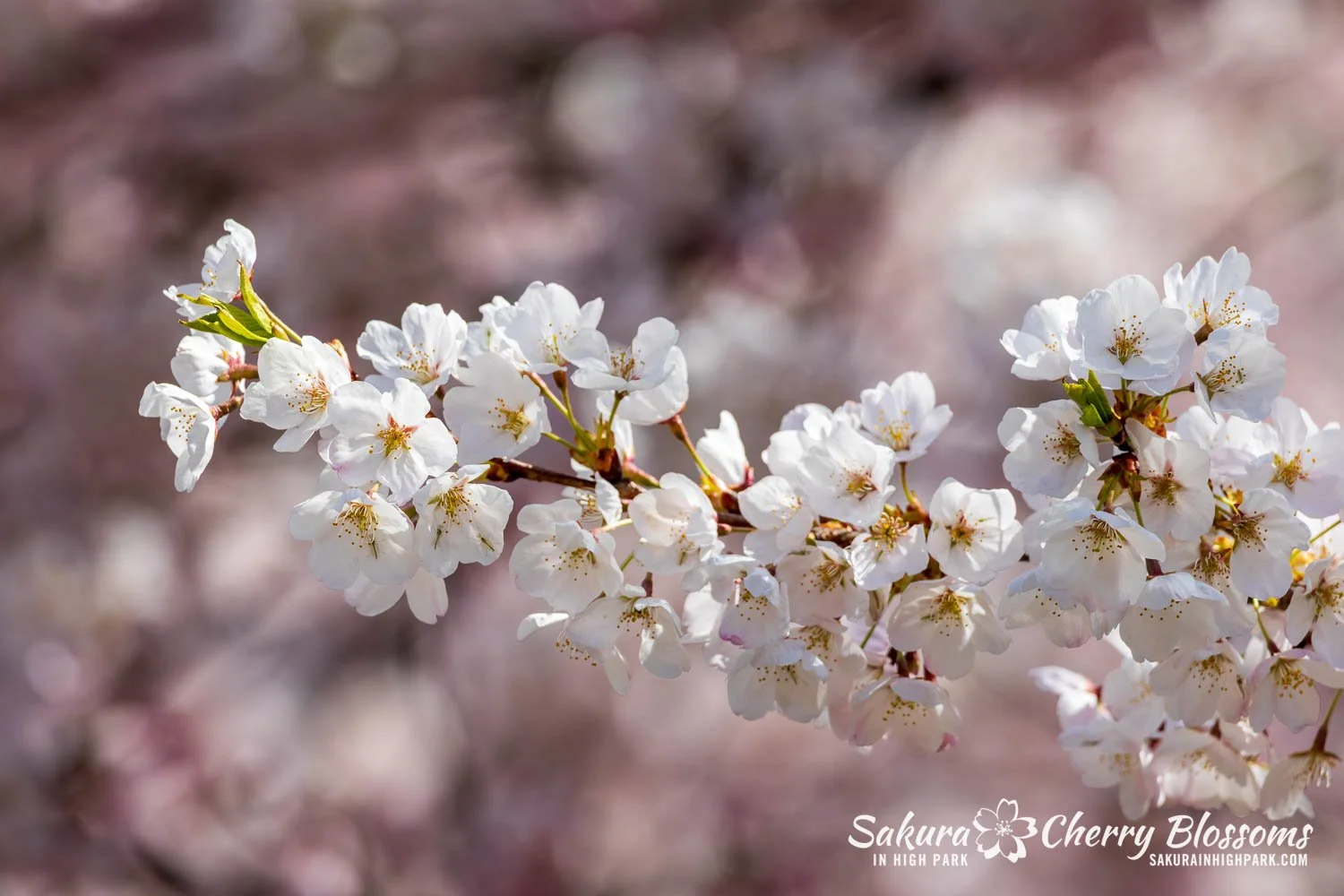 Sakura Watch May 4, 2026-74.jpg