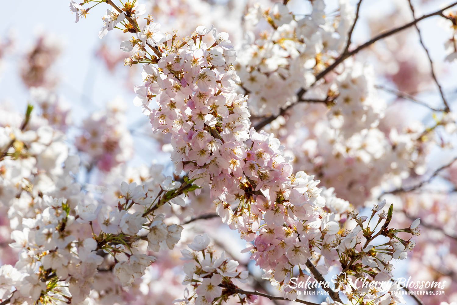 Sakura Watch May 4, 2026-71.jpg