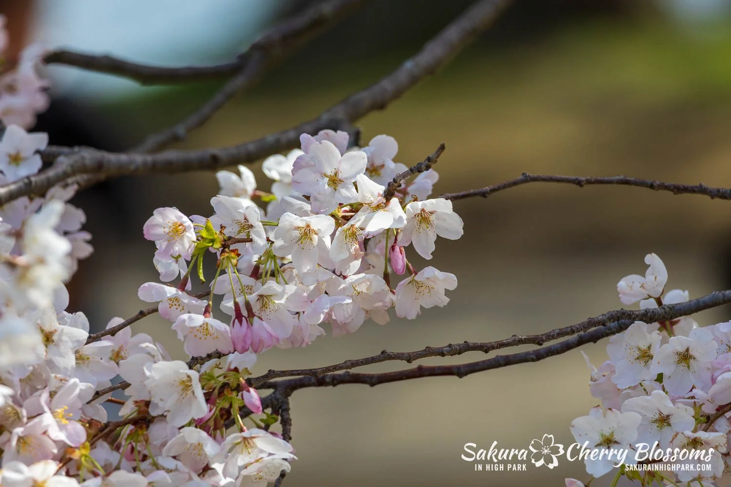 Sakura Watch May 4, 2026-69.jpg