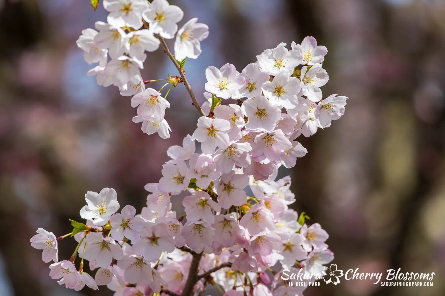 Sakura Watch May 4, 2026-66.jpg