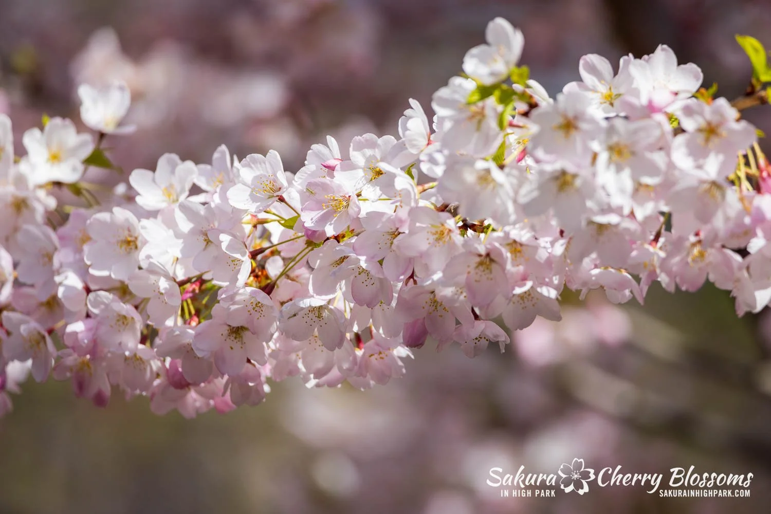 Sakura Watch May 4, 2026-62.jpg