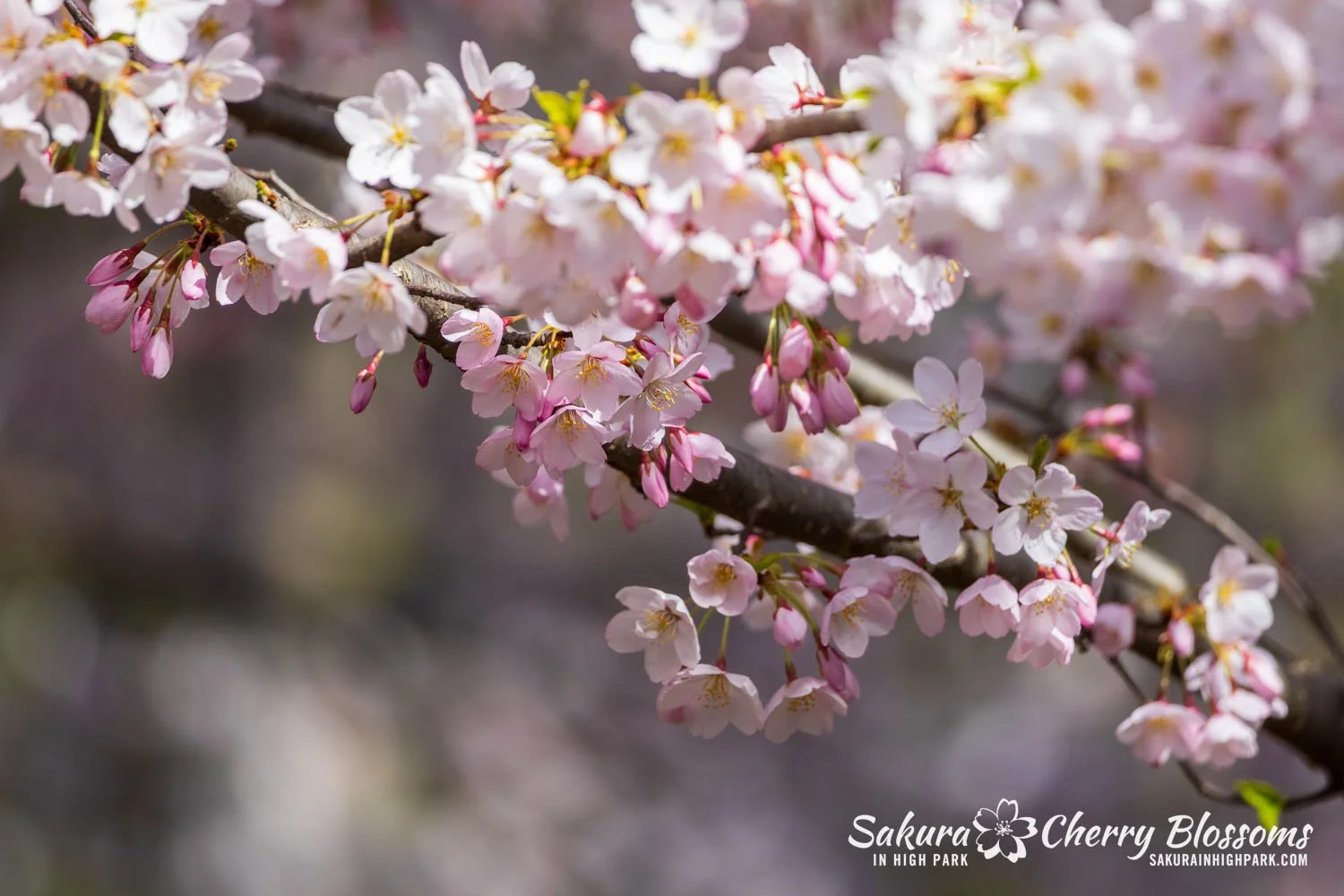 Sakura Watch May 4, 2026-56.jpg