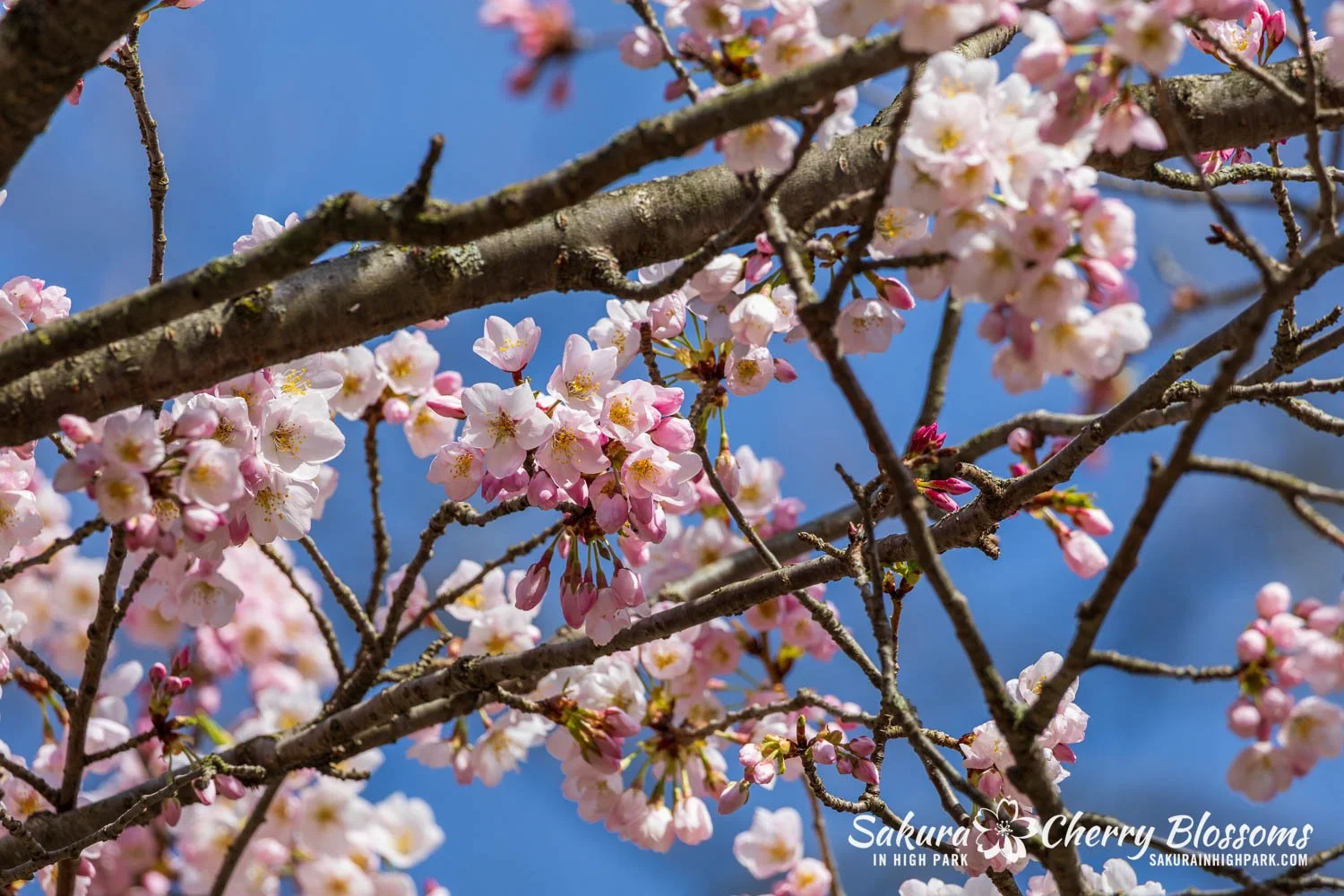 Sakura Watch May 4, 2026-144.jpg