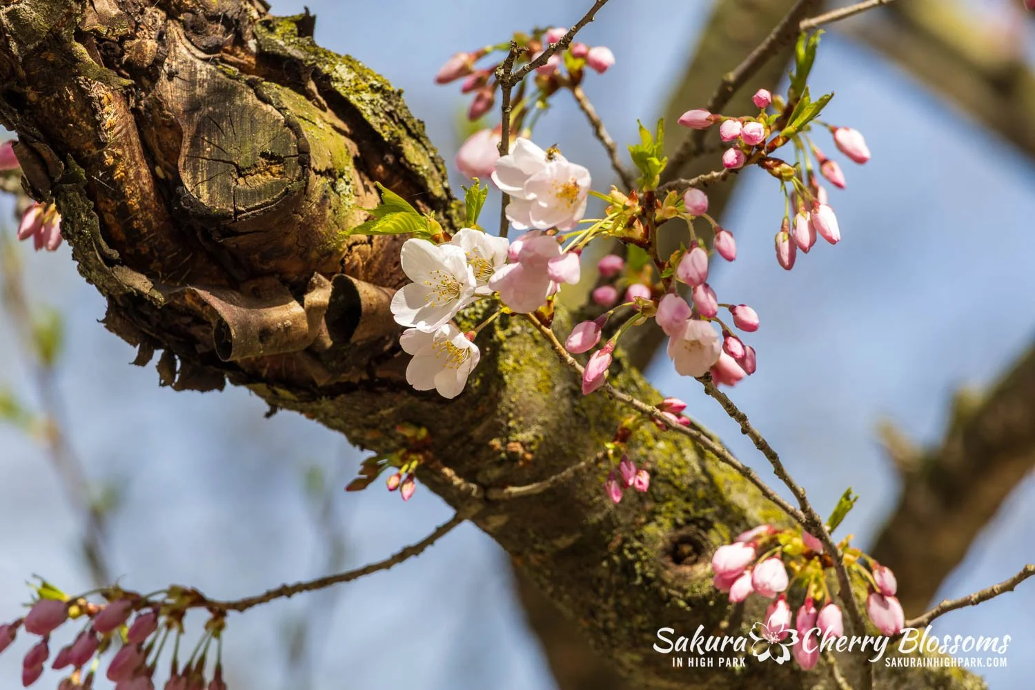 Sakura Watch May 4, 2026-138.jpg