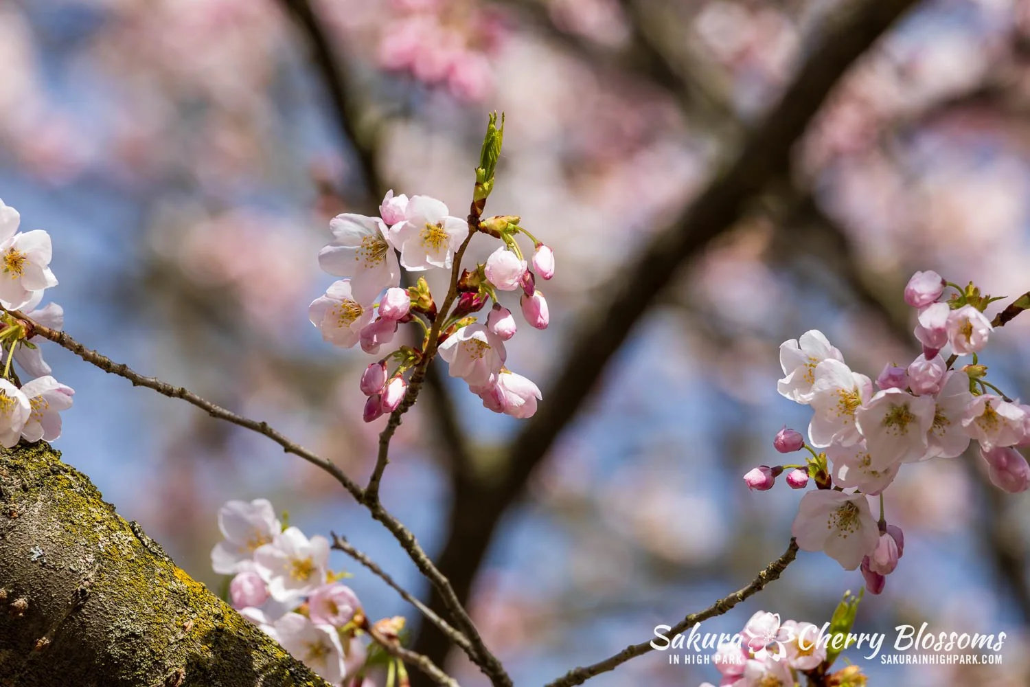Sakura Watch May 4, 2026-135.jpg