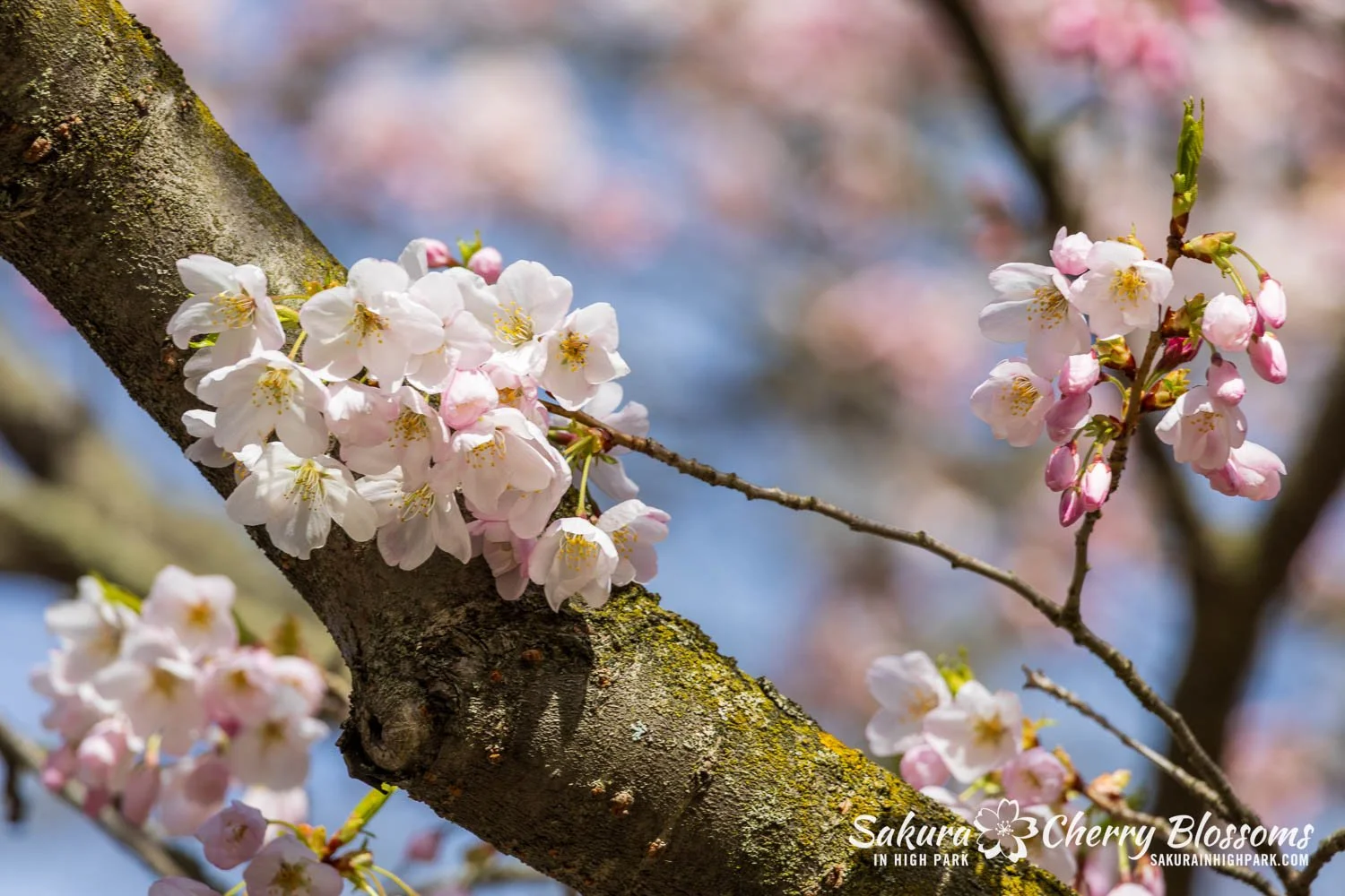 Sakura Watch May 4, 2026-131.jpg