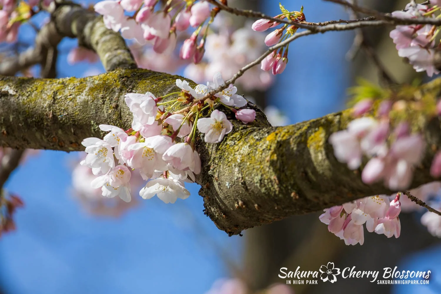 Sakura Watch May 4, 2026-129.jpg
