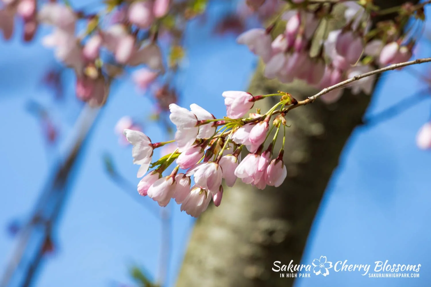 Sakura Watch May 4, 2026-126.jpg