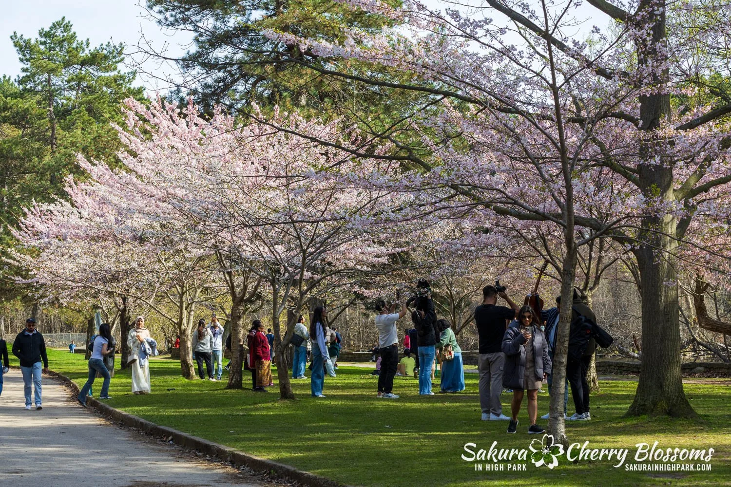 Sakura Watch May 4, 2026-124.jpg
