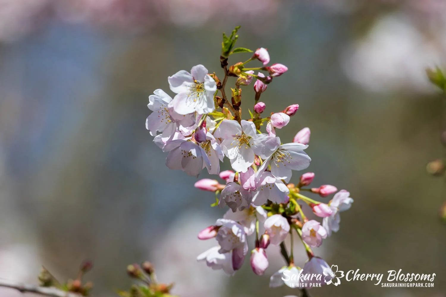 Sakura Watch May 4, 2026-120.jpg
